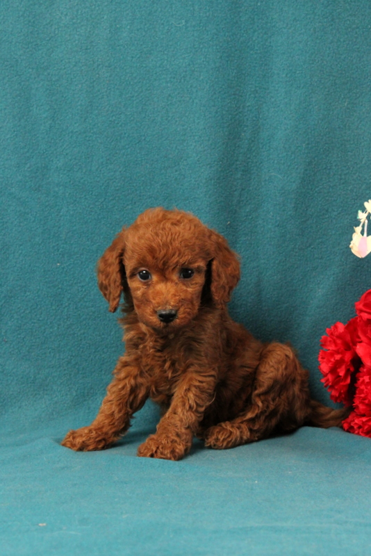 puppy, for, sale, Mini Goldendoodle F1BB, Matthew B. Stoltzfus, dog, breeder, Gap, PA, dog-breeder, puppy-for-sale, forsale, nearby, find, puppyfind, locator, puppylocator, aca